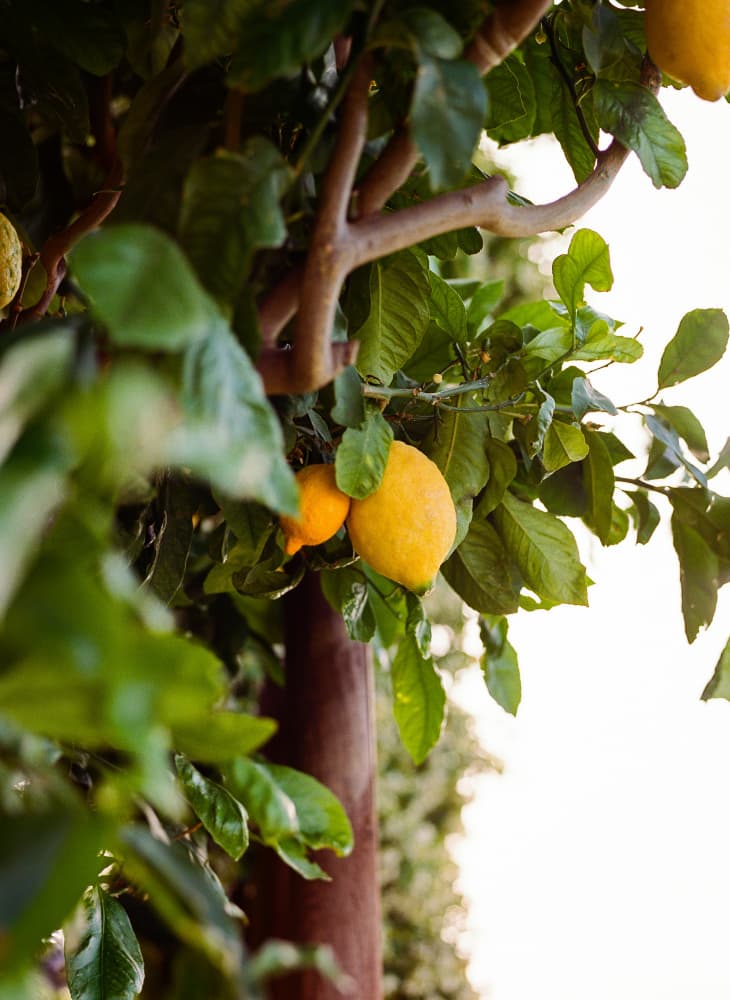 Fresh Lemons on Tree by Bethany Young — canvas wall art