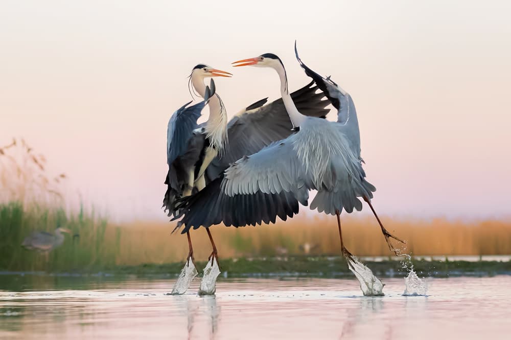 Dancing Grey Herons by Jun Zuo — canvas wall art