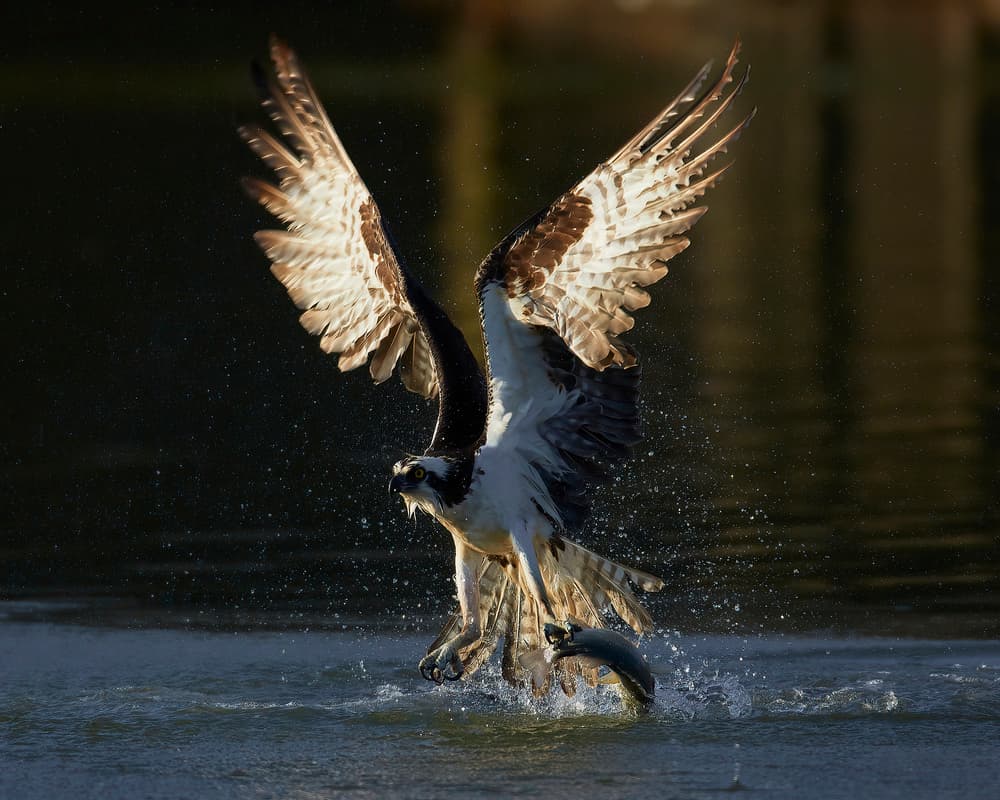 Osprey's Dramatic Fish Catch by Johnny Chen — canvas wall art