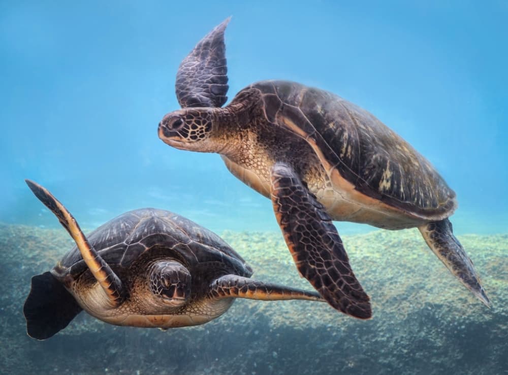 Graceful Ocean Turtles by Robin Wechsler — canvas wall art