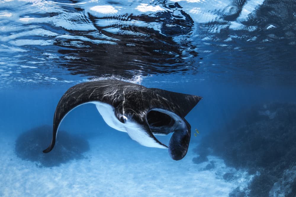 Majestic Manta Ray by Barathieu Gabriel — canvas wall art