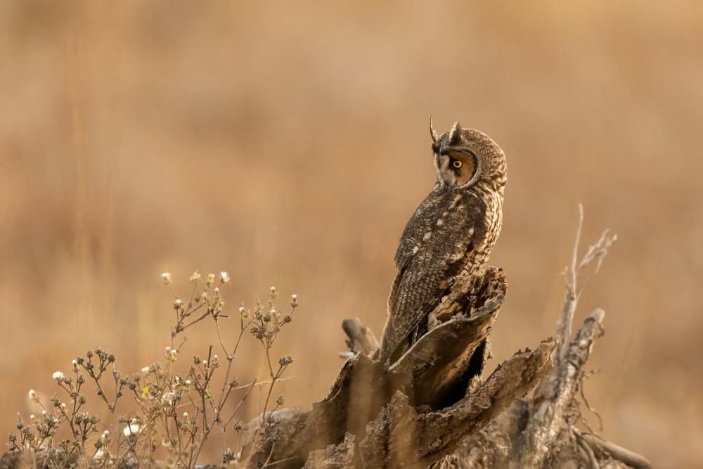 Watchful Long-Eared Owl by Bill Lu — canvas wall art