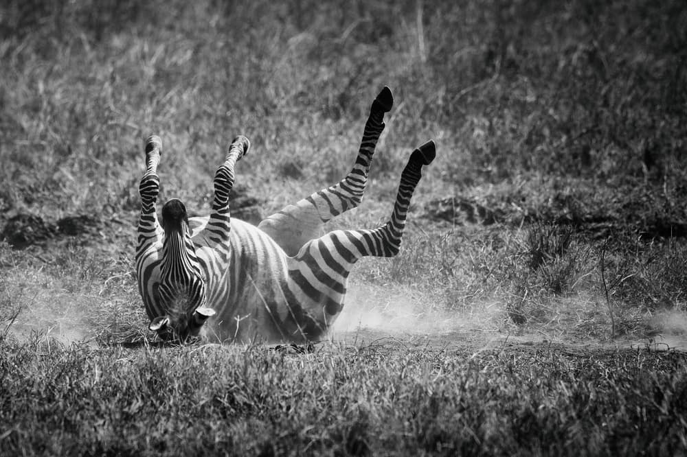 Zebra Dust Bath by Mohammed Alnaser — canvas wall art