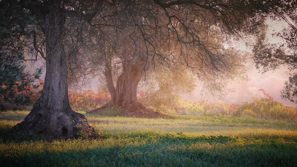 Misty Olive Grove by Jimmy Hoffman — canvas wall art