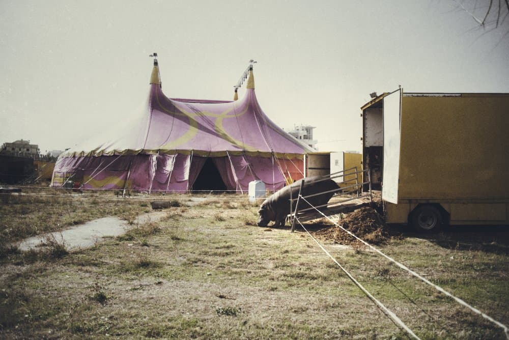Big Top and Pig by Vito Muolo — canvas wall art