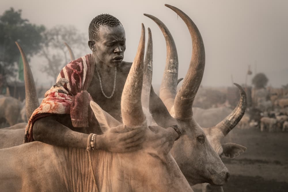 Dinka Herder and Oxen by Trevor Cole — canvas wall art