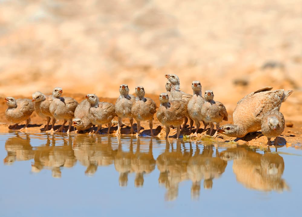 Desert Bird Family by Shlomo Waldmann — canvas wall art