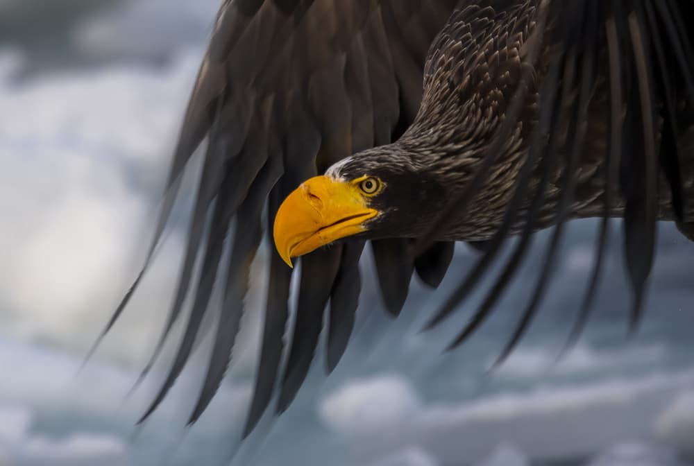 Steller's Eagle in Flight by Joanna W — canvas wall art