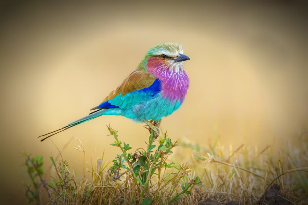 Lilac Breasted Roller by Jeffrey C. Sink — canvas wall art