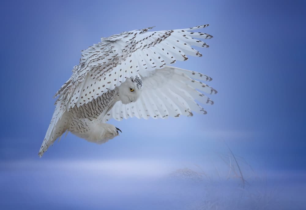 Landing....... by Tao Huang — canvas wall art
