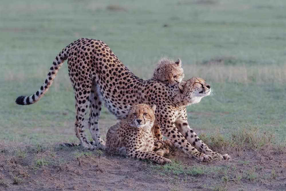 Cheetah Family Stretch by Jie Fischer — canvas wall art