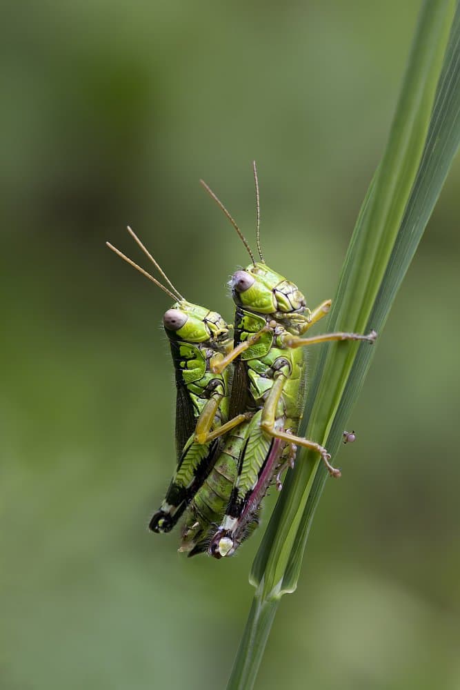 Mating Green Grasshoppers by Fabrizio Daminelli — canvas wall art