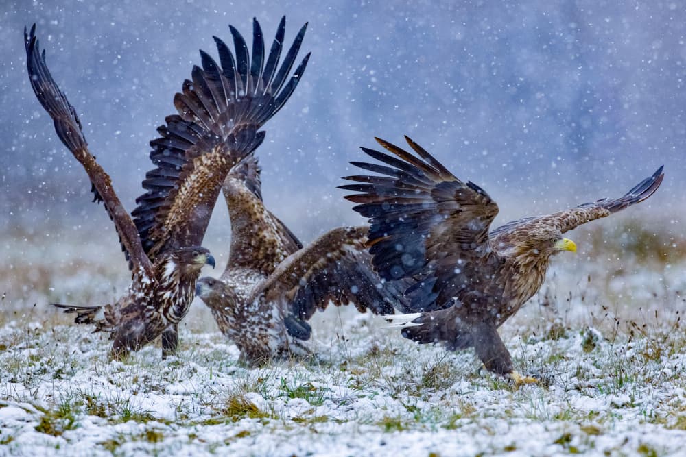 Winter Eagles Clash by David Manusevich — canvas wall art