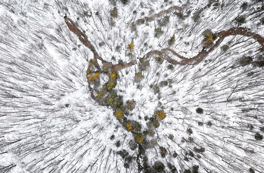 Winter Forest Aerial by Larry Deng APA — canvas wall art