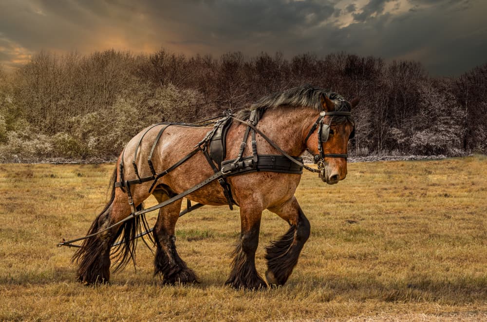 Powerful Draft Horse by Laruelle Philippe — canvas wall art
