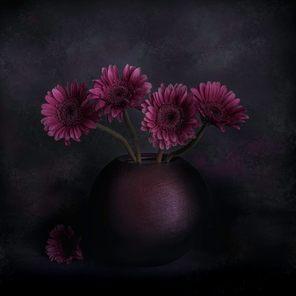 Dark Gerbera Still Life by Cicek Kiral — canvas wall art