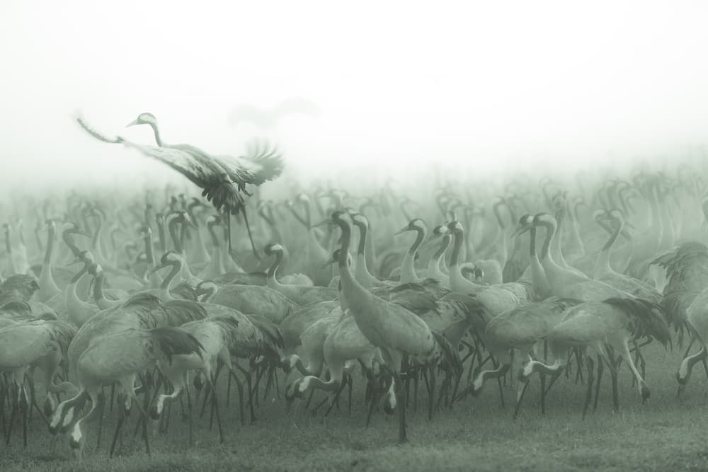 Misty Cranes Flying by Wisam Hassan — canvas wall art