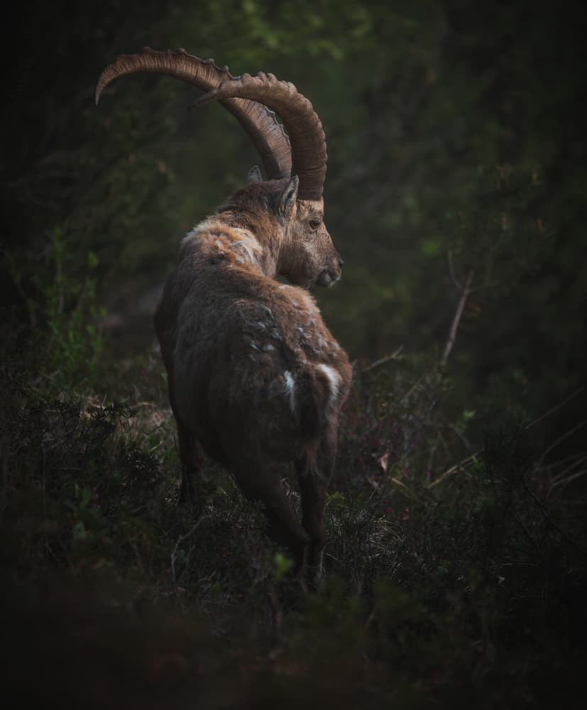 Wild Ibex Forest Gaze by Ales Krivec — canvas wall art