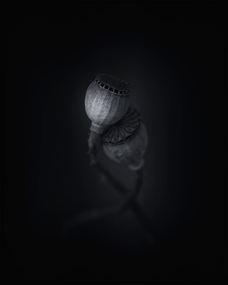 Shadowed Poppy Pod by Lotte Grønkjær — canvas wall art