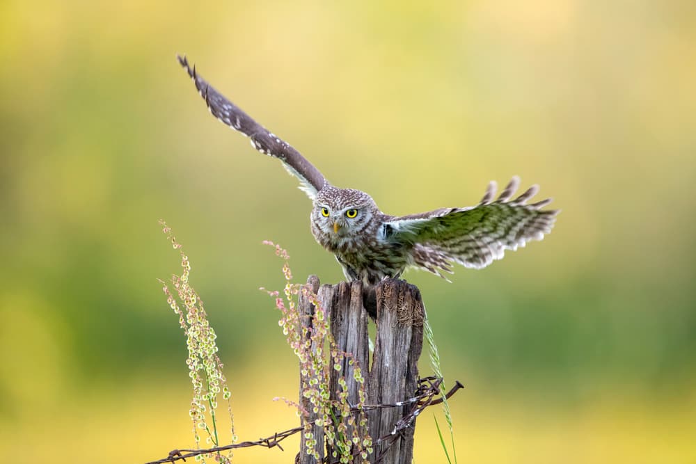 Little Owl Spreading Wings by Marco Redaelli — canvas wall art