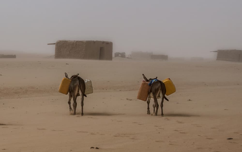 Desert Donkeys Carrying Water by Joxe Inazio Kuesta Garmendia — canvas wall art