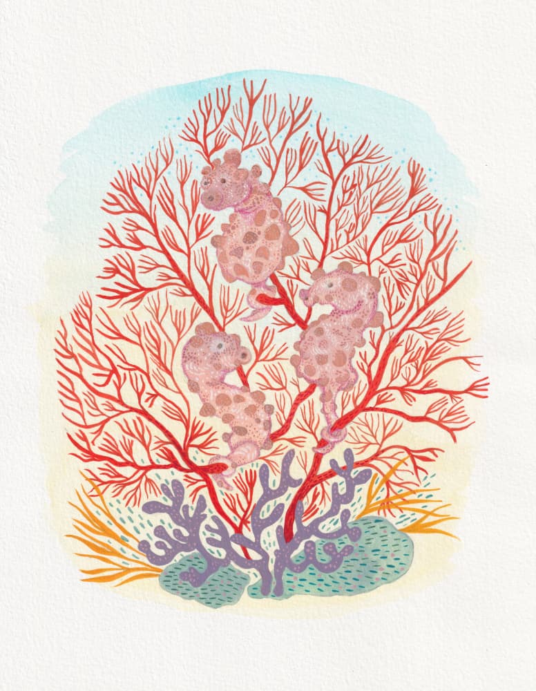Pink Seahorses Coral Reef by Anjana Mistry — canvas wall art