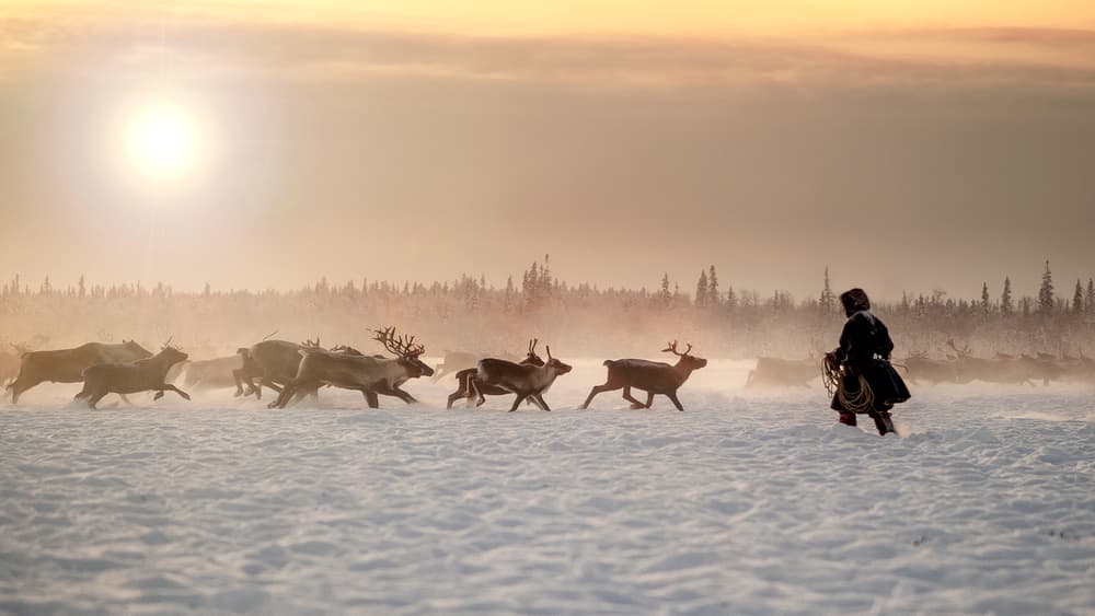Reindeer Herding Winter Light by Marcel Rebro — canvas wall art
