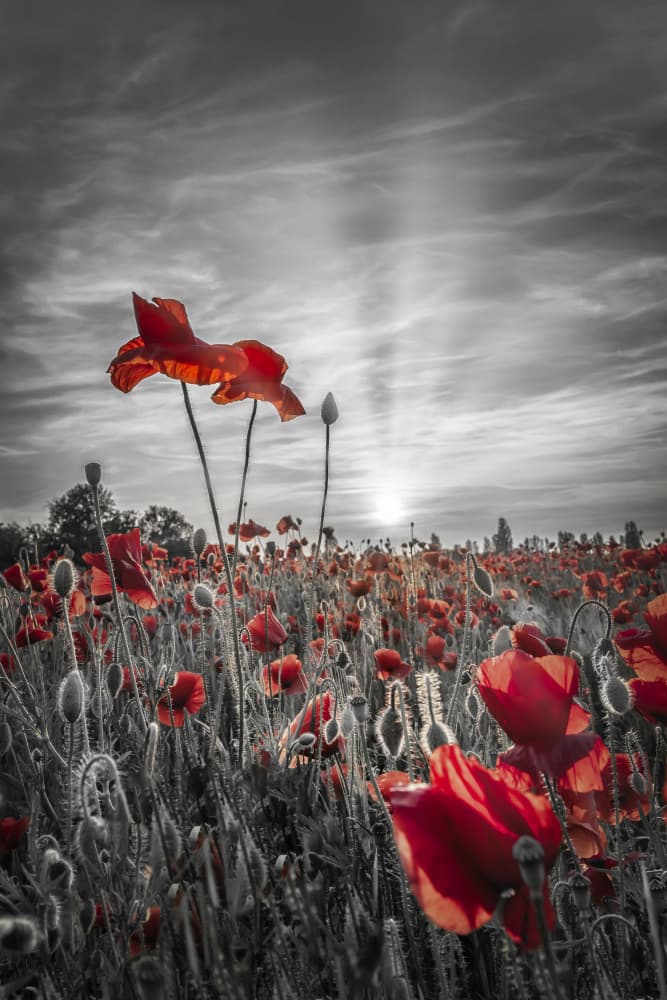 Vibrant Poppy Field Sunset by Melanie Viola — canvas wall art