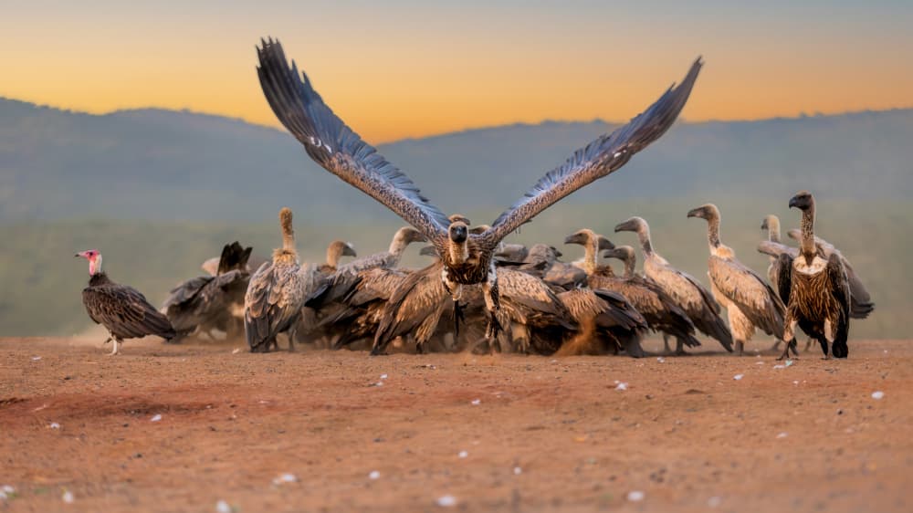Vulture Flock At Sunset by Jun Zuo — canvas wall art