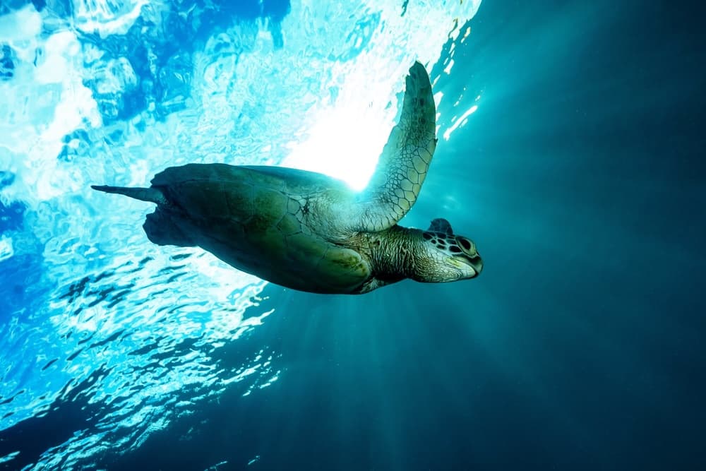 Sunlit Ocean Sea Turtle by Serge Melesan — canvas wall art