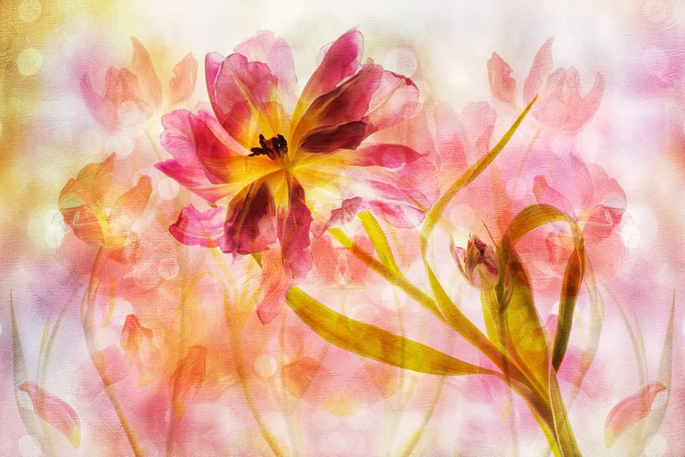 Dreamy Pink Tulips by Hilda van der Lee — canvas wall art
