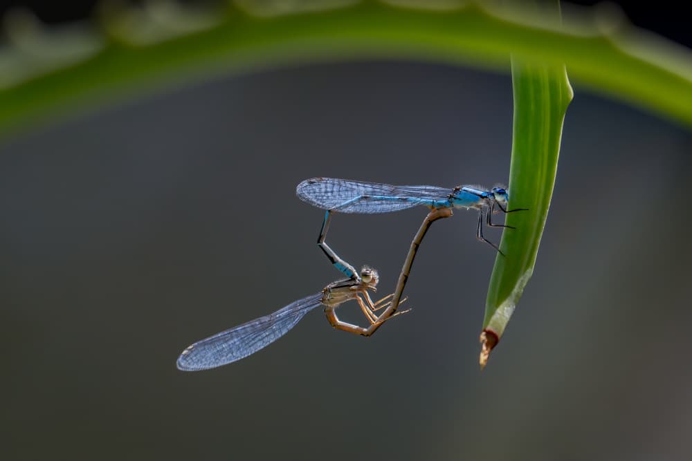 Delicate Damselfly Embrace by Xiaohong Zhang — canvas wall art