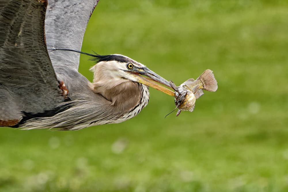 Heron's Flying Catch by Lucie Gagnon — canvas wall art