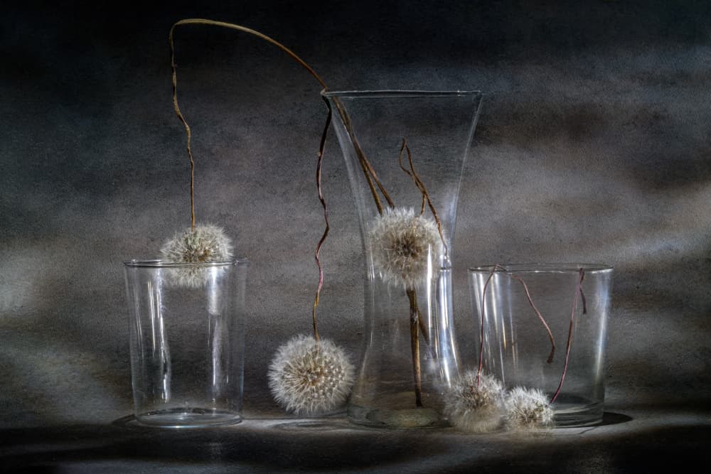 Dandelion trap by Igor Kopcev — canvas wall art