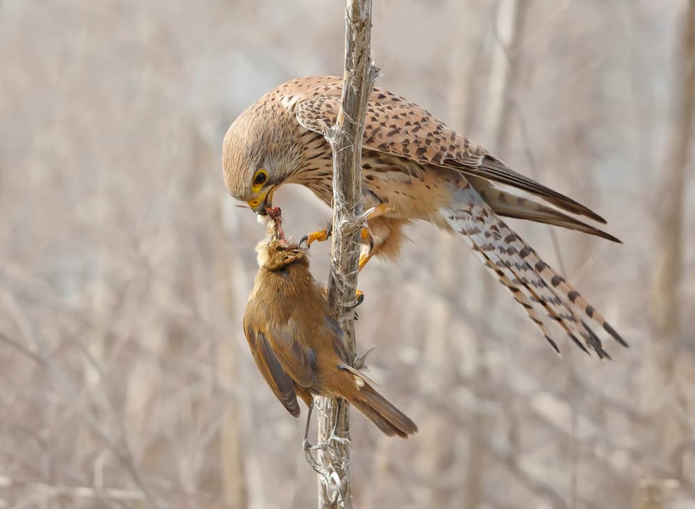 Kestrel and Prey by Shlomo Waldmann — canvas wall art