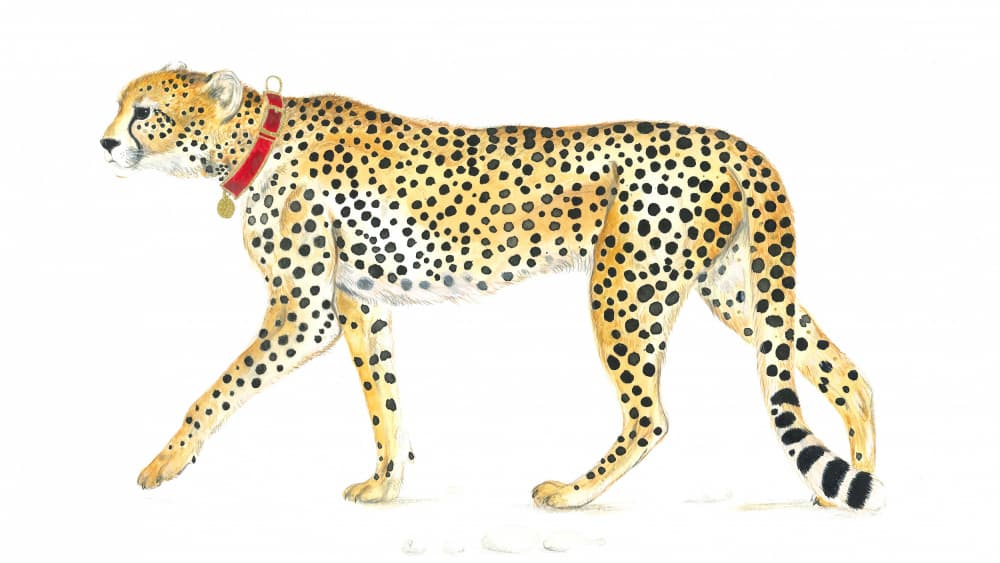 Graceful Cheetah Stroll by Isabelle Brent — canvas wall art