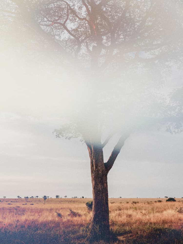 Hazy Savanna Tree by Imaginative — canvas wall art