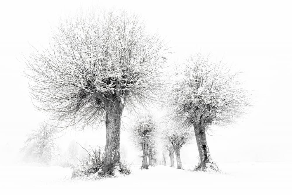 Snowy Winter Trees by Ulrike Eisenmann — canvas wall art