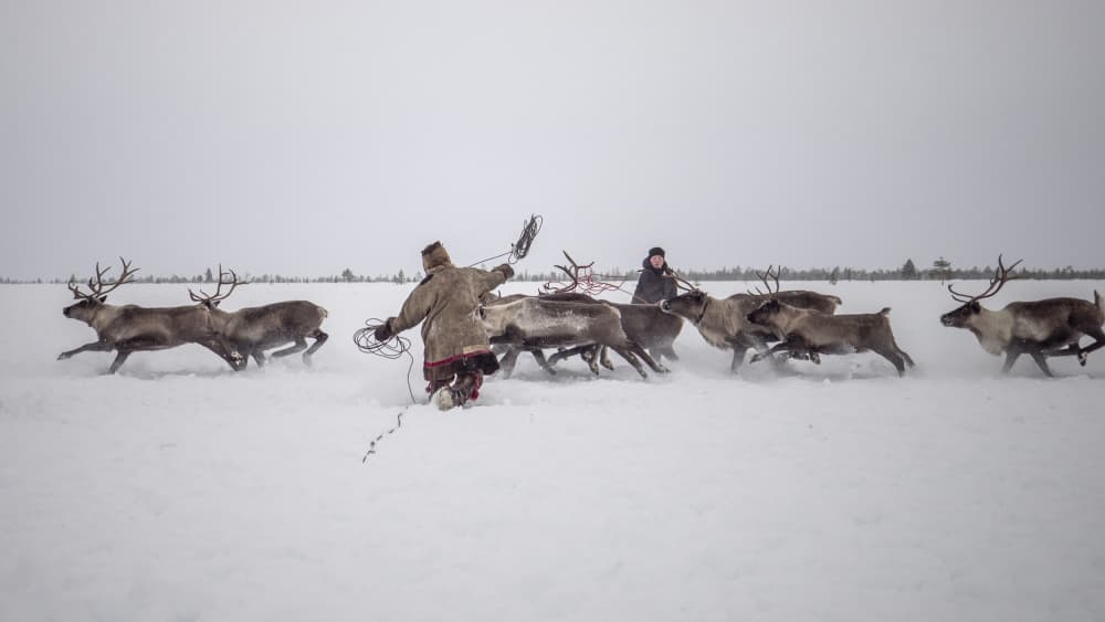 Reindeer Herding In Winter by Marcel Rebro — canvas wall art