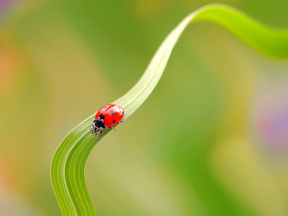 Graceful Ladybug Curve by Thierry Dufour — canvas wall art