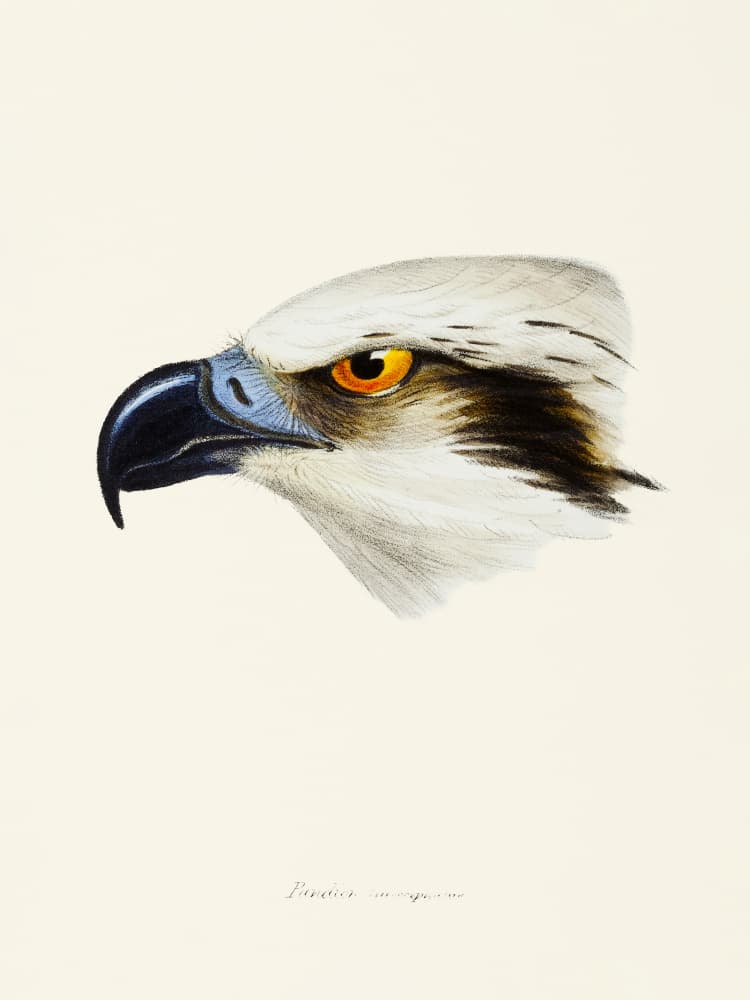 White Headed Osprey by Elizabeth and John Gould — canvas wall art