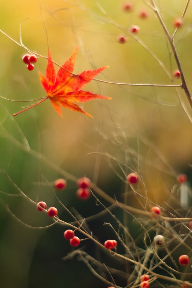 Red Maple Leaf Berries by Shihya Kowatari — canvas wall art