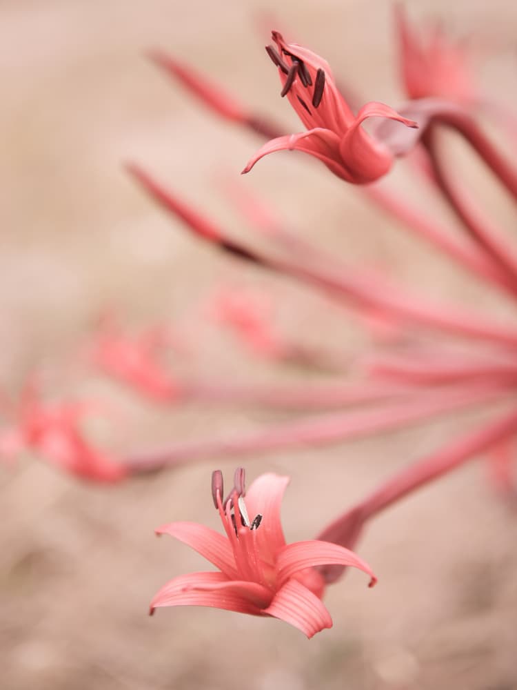 Petals in Focus by Shot by Clint — canvas wall art