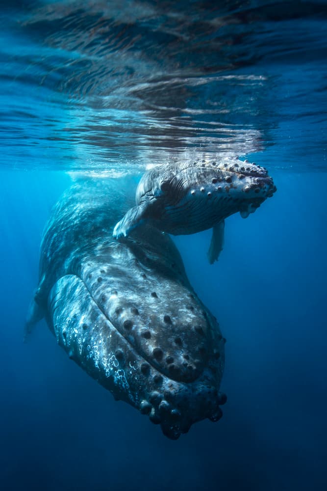 Mother Whale and Calf by Barathieu Gabriel — canvas wall art