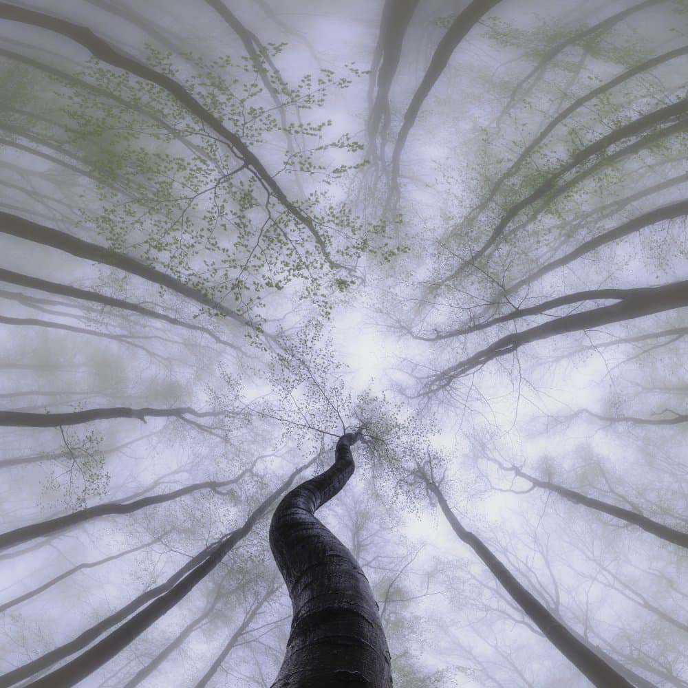 Misty Forest Canopy by Tom Pavlasek — canvas wall art
