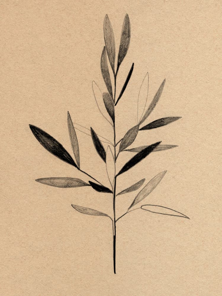 Minimalist Olive Branch by Ekaterina Koroleva — canvas wall art
