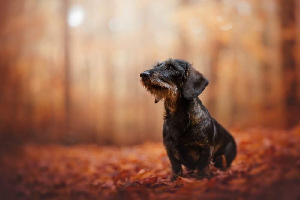 Cozy Autumn Dachshund by Ve Shandor — canvas wall art