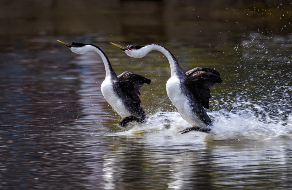 Grebe Water Dance by Jenny L. Zhang — canvas wall art