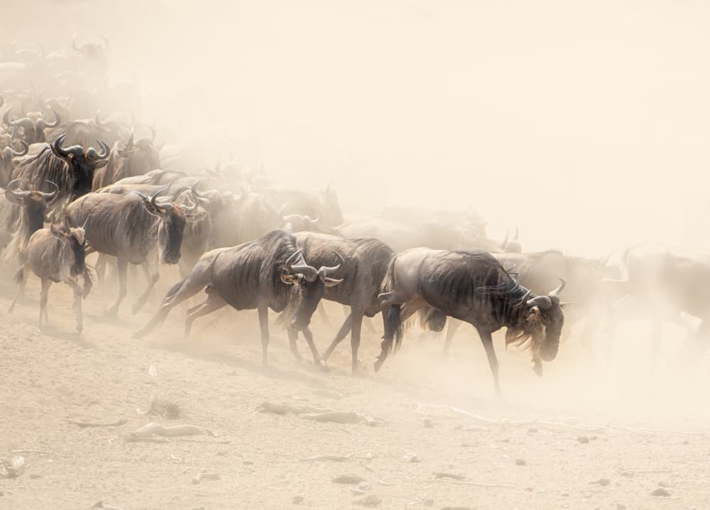 Wildebeest Great Migration by Jaco Marx — canvas wall art