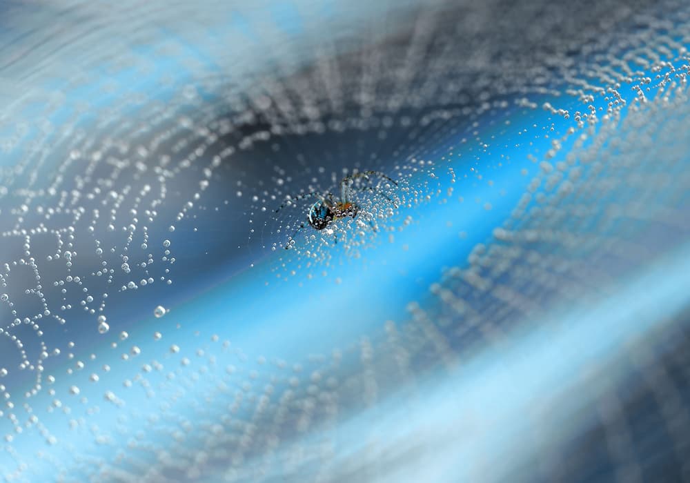 Blue Dewdrop Spider by Thierry Dufour — canvas wall art